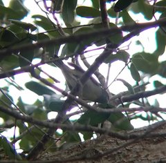 Vermivora chrysoptera
