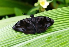 Ebrietas infanda
