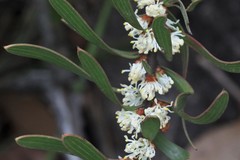 Hakea dactyloides