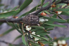 Hakea dactyloides