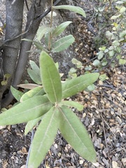 Quercus peninsularis