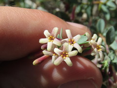 Symphoricarpos longiflorus