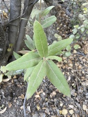 Quercus peninsularis