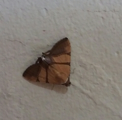 Eulepidotis julianata