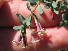 Symphoricarpos longiflorus