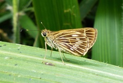 Vehilius stictomenes stictomenes