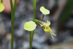 Diuris abbreviata
