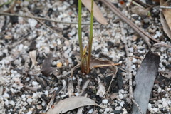 Diuris abbreviata