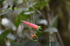 Tropaeolum adpressum