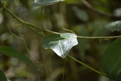 Tropaeolum adpressum