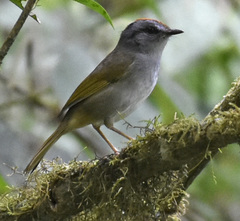 Myiothlypis coronata