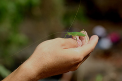 Scopiorinus fragilis