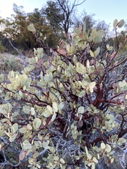 Arctostaphylos peninsularis