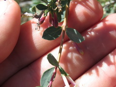 Symphoricarpos longiflorus