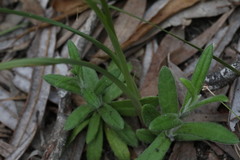 Diuris abbreviata