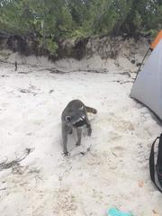 Procyon pygmaeus