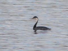 Aechmophorus occidentalis