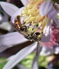 Lasioglossum zephyrus