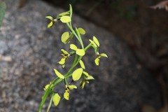 Diuris abbreviata