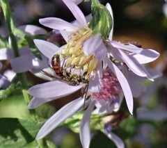 Lasioglossum zephyrus