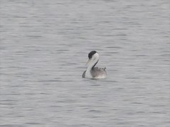 Aechmophorus occidentalis