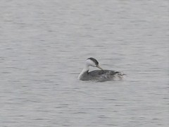 Aechmophorus occidentalis