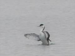 Aechmophorus occidentalis