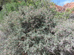 Symphoricarpos longiflorus