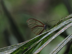 Godyris panthyale quinta