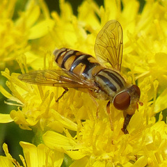 Parhelophilus laetus