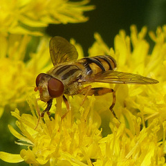 Parhelophilus laetus