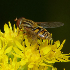 Parhelophilus laetus