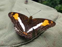 Adelpha malea goyama