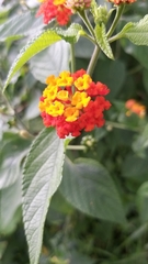 Lantana