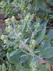 Acrisione denticulata