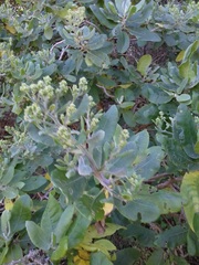 Acrisione denticulata