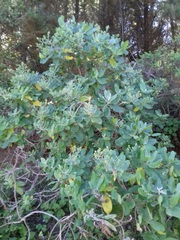 Acrisione denticulata