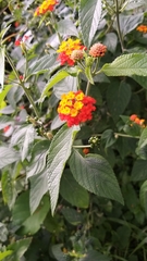 Lantana