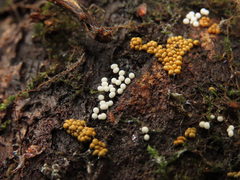 Oligonema persimile