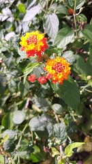 Lantana