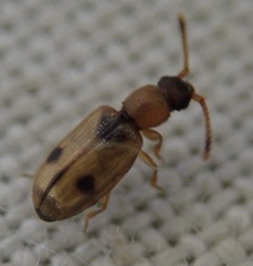Psammoecus bipunctatus