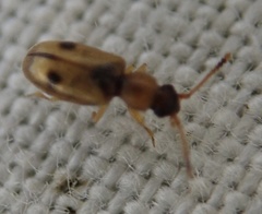 Psammoecus bipunctatus