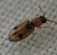 Psammoecus bipunctatus