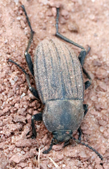 Eleodes tricostata
