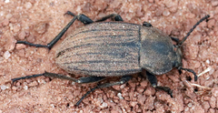 Eleodes tricostata