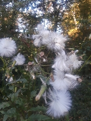 Erechtites hieraciifolius