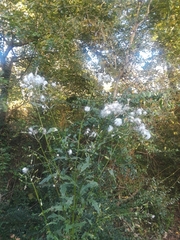 Erechtites hieraciifolius
