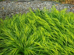 Hakonechloa macra