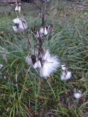 Erechtites hieraciifolius