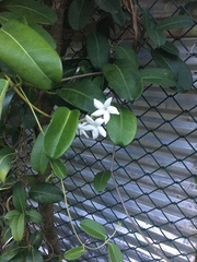 Stephanotis